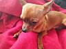 Продам щенков чихуахуа мини от породистых родителей