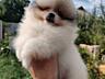 Щенки Померанский шпиц