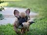 Щенки французского бульдога