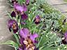 Продам многолетние растения и цветы для сада