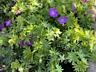 Продам многолетние растения и цветы для сада