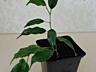 Фикус Али Бенджамина Робуста Абиджан Доставим