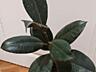 Фикус Али Бенджамина Робуста Абиджан Доставим