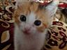 Котята ищут дом