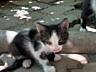 Отдам котят в хорошие руки