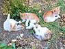 В подарок! Чудесные кото-детки ищут Дом!