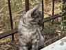 Котенок, Тирасполь, ТОЛЬКО В ДОБРЫЕ И ответственные руки