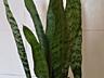 Сансевиерия тещин язык щучий хвост с горшком