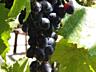 Виноград Молдова
