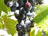 Виноград Молдова