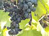 Виноград Молдова