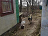 Продам дом в с.Широке (г.Раздельная, 60 км от Одессы)