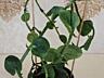 Монстера 9 сортов с доставкой