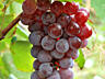 Продам виноград на вино