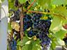Виноград