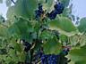 Виноград