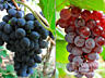 Продам виноград