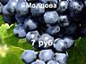 Продам виноград