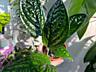 Продам комнатные растения