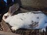 Продам кроликов разных возрастов