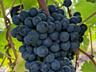 Виноград каберне мерло Ркацители молдова