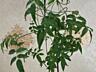 Комнатный жасмин и др. комнатные кустарники доставим бесплатно