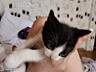 Отдам в хорошие руки красавчиков котят