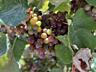 Продам виноград