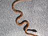 В продаже ручные змеи