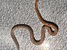 В продаже ручные змеи