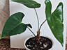 Продам цветок антуриум (мужское счастье)