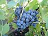 Продается белый виноград,, Золотой луч,, и черный виноград,, Зайбер,,