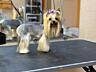 Стрижка собак, груминг.