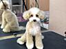 Стрижка собак, груминг.