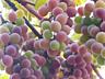 Продам ВИННЫЙ ВИНОГРАД. ЦЕНА ДОГОВОРНАЯ!!!