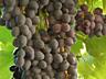Продам ВИННЫЙ ВИНОГРАД. ЦЕНА ДОГОВОРНАЯ!!!