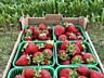 Rasad de capsuna! Pассада клубники!