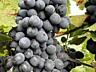 ВИНОГРАД