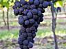 Продам винный виноград