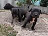 Продаются щенки питбуля