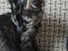 Подарю котят