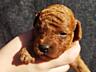 Toy Poodle red brown Toй Пудель Щенки ред браун