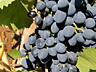 Виноград Молдова крупный, сладкий, сочный