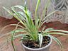 Продам комнатные растения