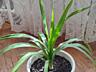 Продам комнатные растения