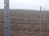 Виноградные (шпалерные) столбы из оцинкованной стали.