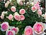 САЖЕНЦЫ РОЗ. Более 100 сортов