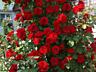 САЖЕНЦЫ РОЗ. Более 100 сортов