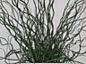 Продаётся джункус (Juncus spiralis) — побеги ~ 50 см