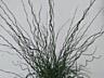 Продаётся джункус (Juncus spiralis) — побеги ~ 50 см